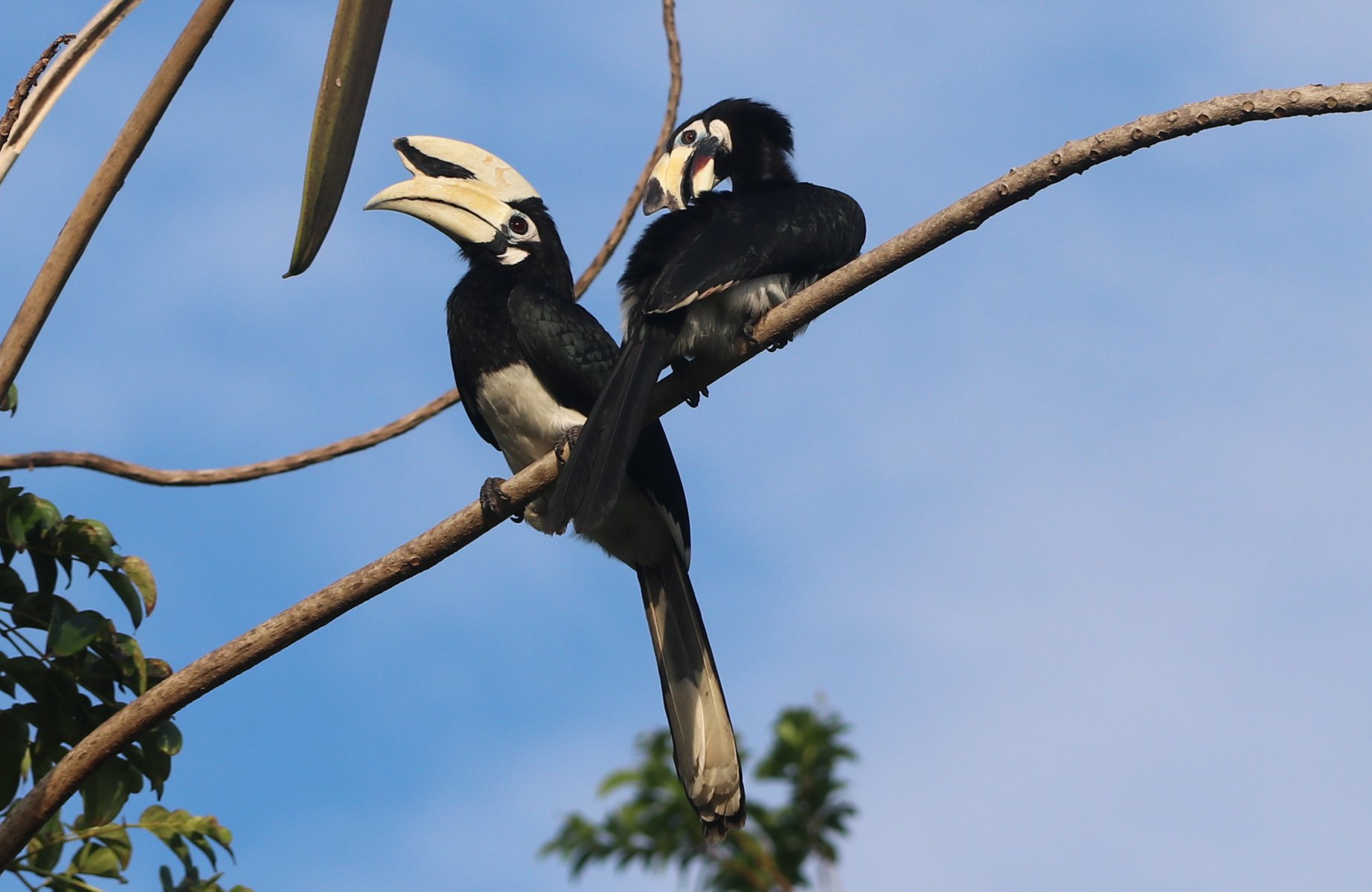 Hornbill Koh Yao Noi